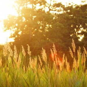 Sommer Sonne auf einem Feld am Waldrand. Heisse Tage bringen einen zum Schwitzen. MyDeo Antitranspirant hilft gegen starken Schweiss